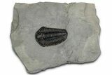 Calymene Niagarensis Trilobite Fossil - New York #357085-1